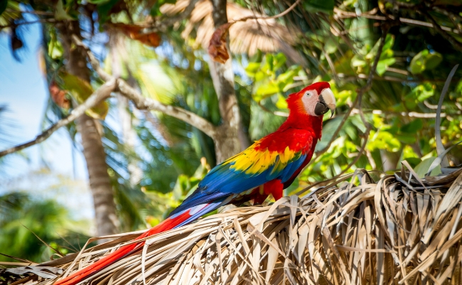 Costa Rica-the best destinations for a winter full of sun - bettersafe