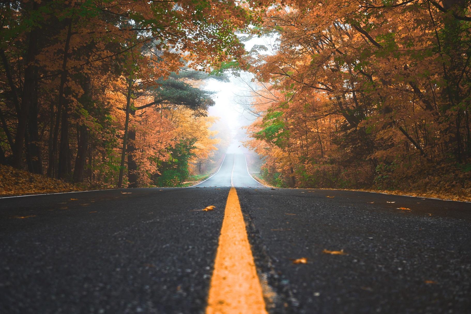 road_through_a_forest