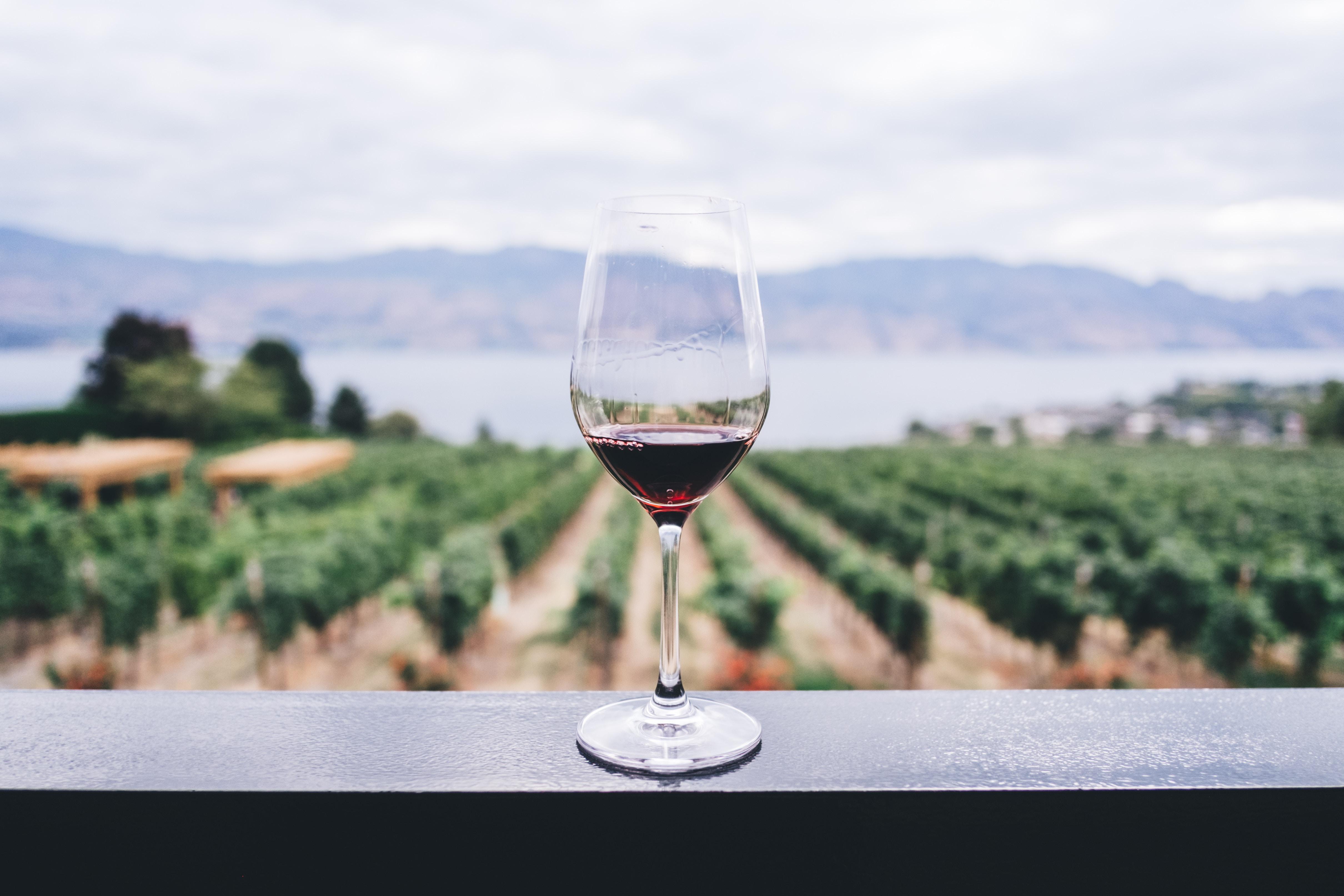 glass_of_wine_overlooking_vineyard