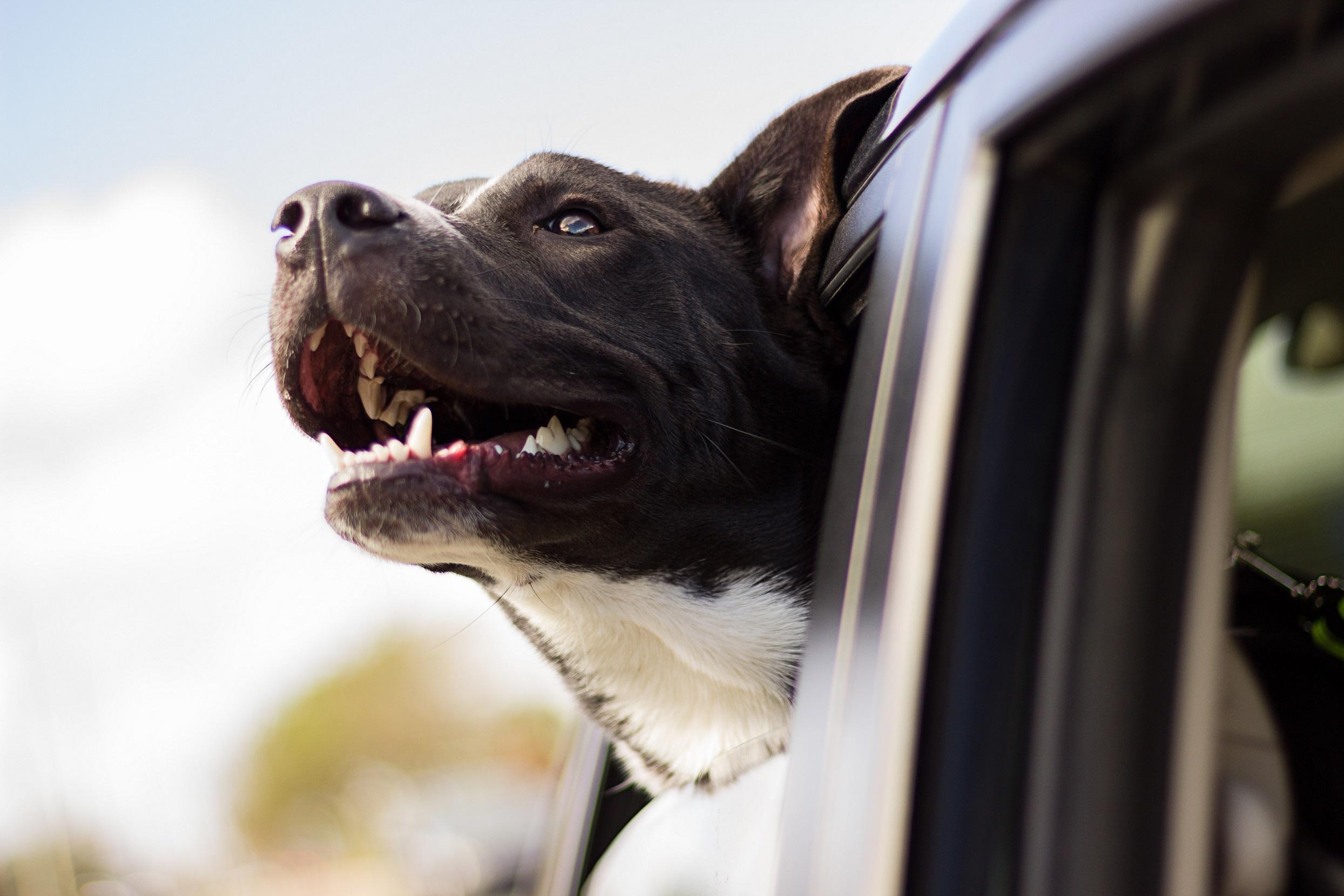 dog_sticking_its_head_out_of_a_car_window