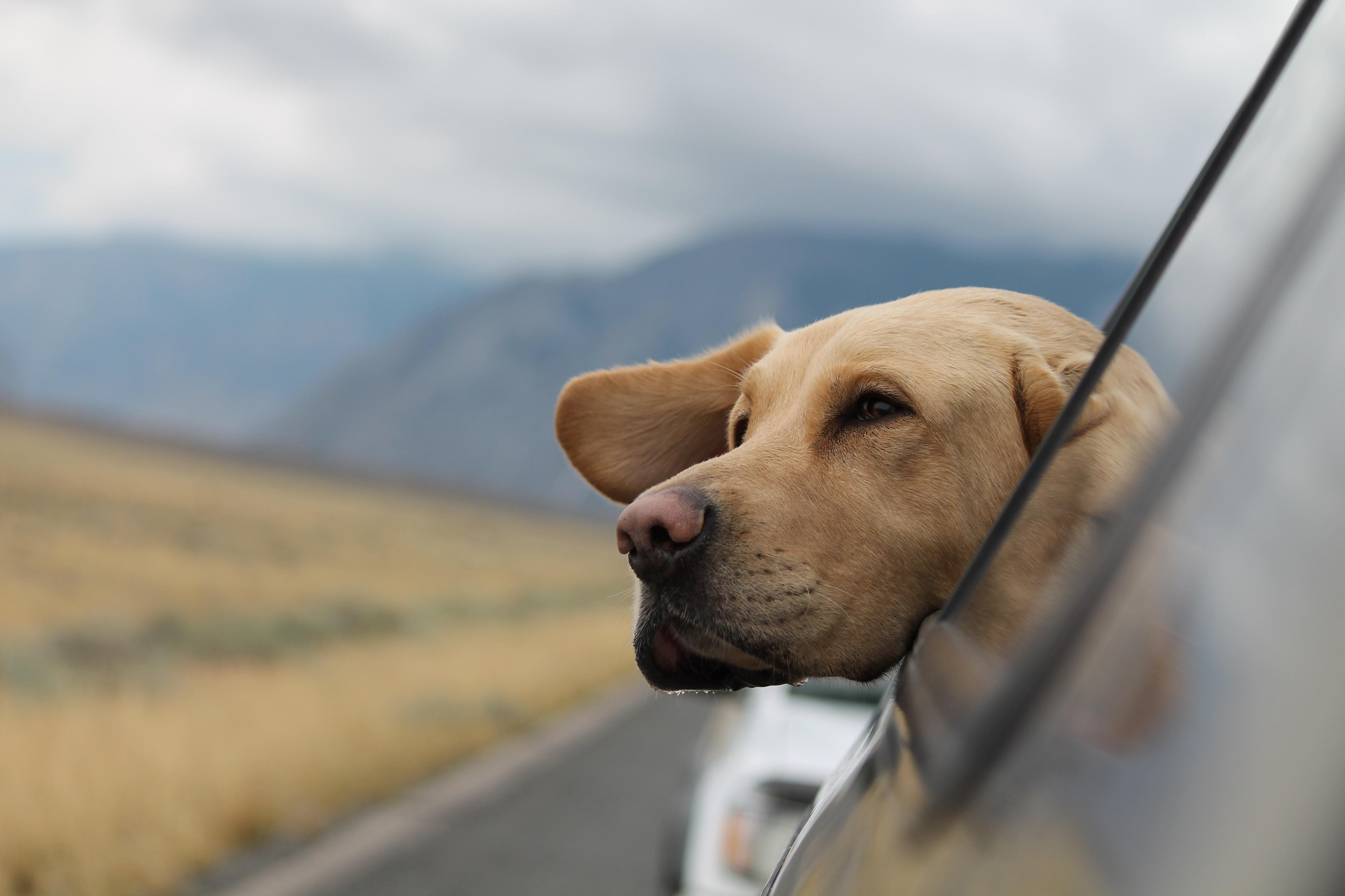 dog_sticking_its_head_out_of_a_car_window