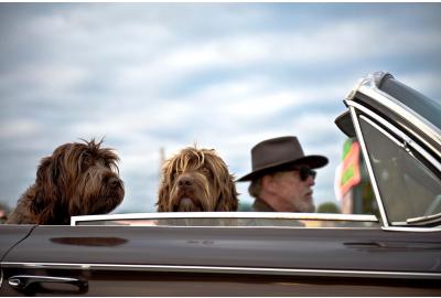 man_driving_a_classic_convertable_with_two_dogs