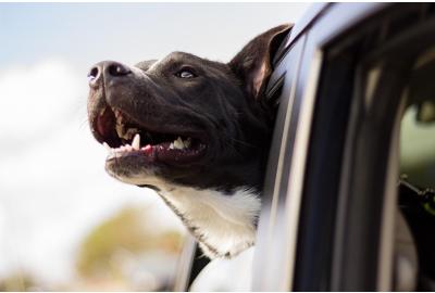 dog_sticking_its_head_out_of_a_car_window