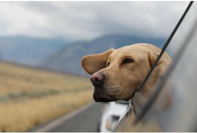 dog_sticking_its_head_out_of_a_car_window